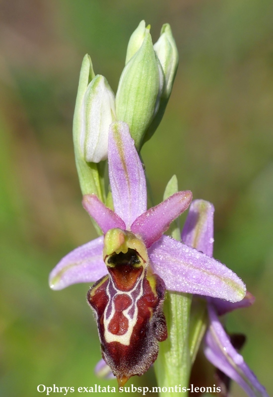 Ophrys sul litorale romano – marzo 2020